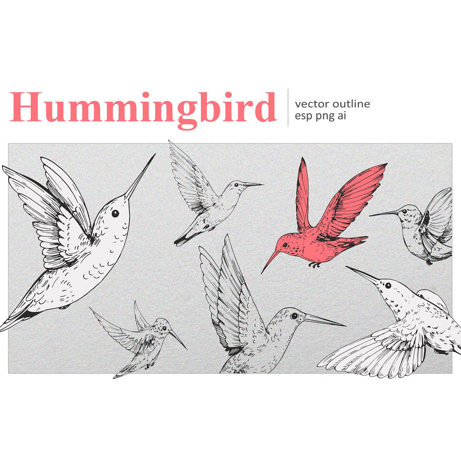 hummingbird outline drawings