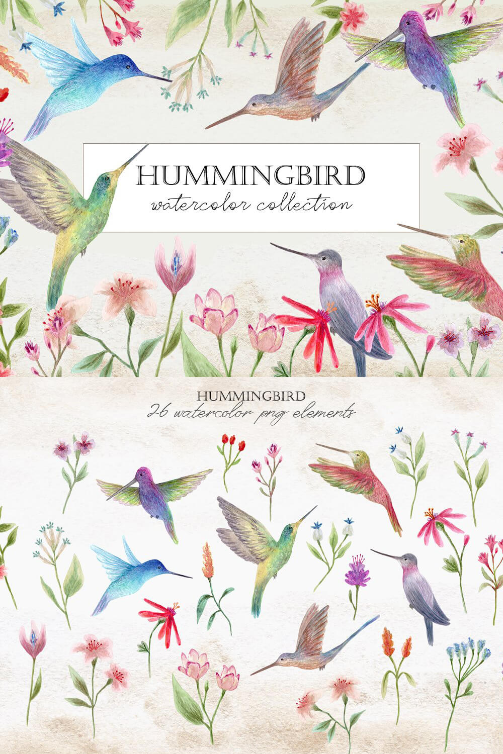 Hummingbird watercolor collection.