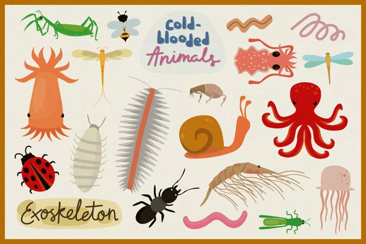 Invertebrate Animals Vector Clipart Pack – MasterBundles