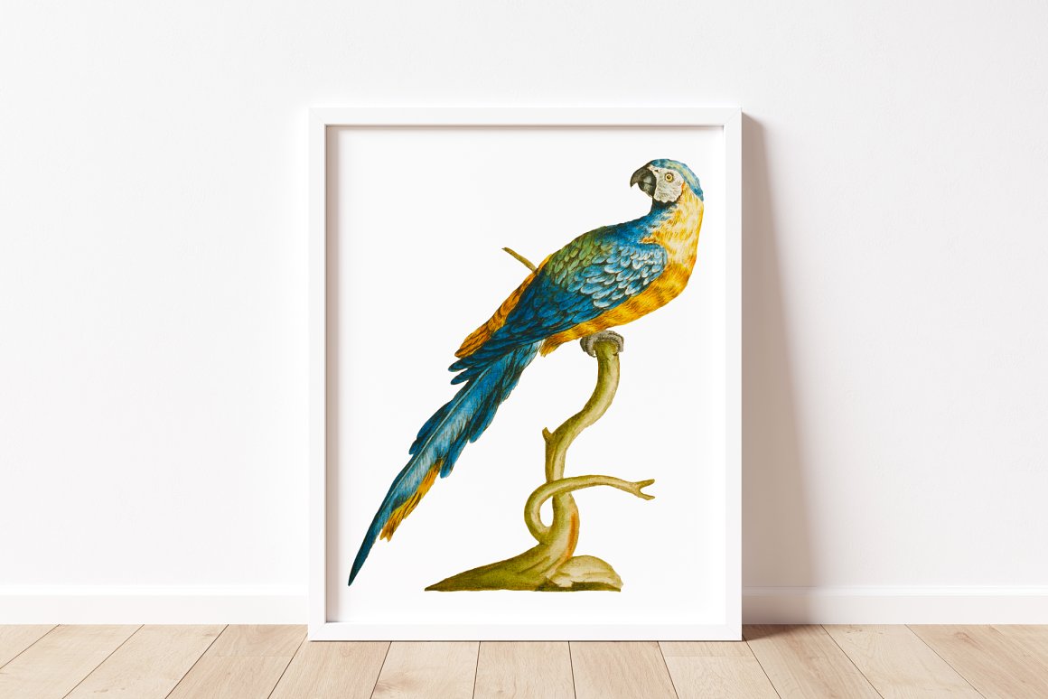 Beautiful yellow-blue parrot on a white picture.