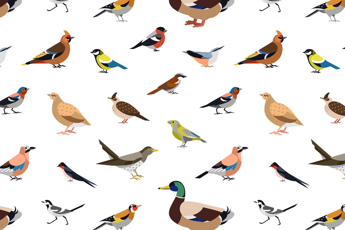 Different species of birds on a white background.