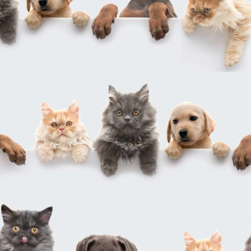 Small dogs and kittens look into the lens and hold onto the barrier with their paws.