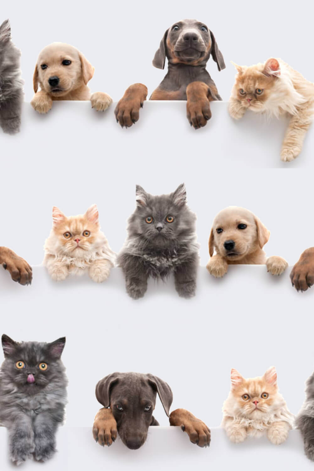 Small dogs and kittens look into the lens and hold onto the barrier with their paws.