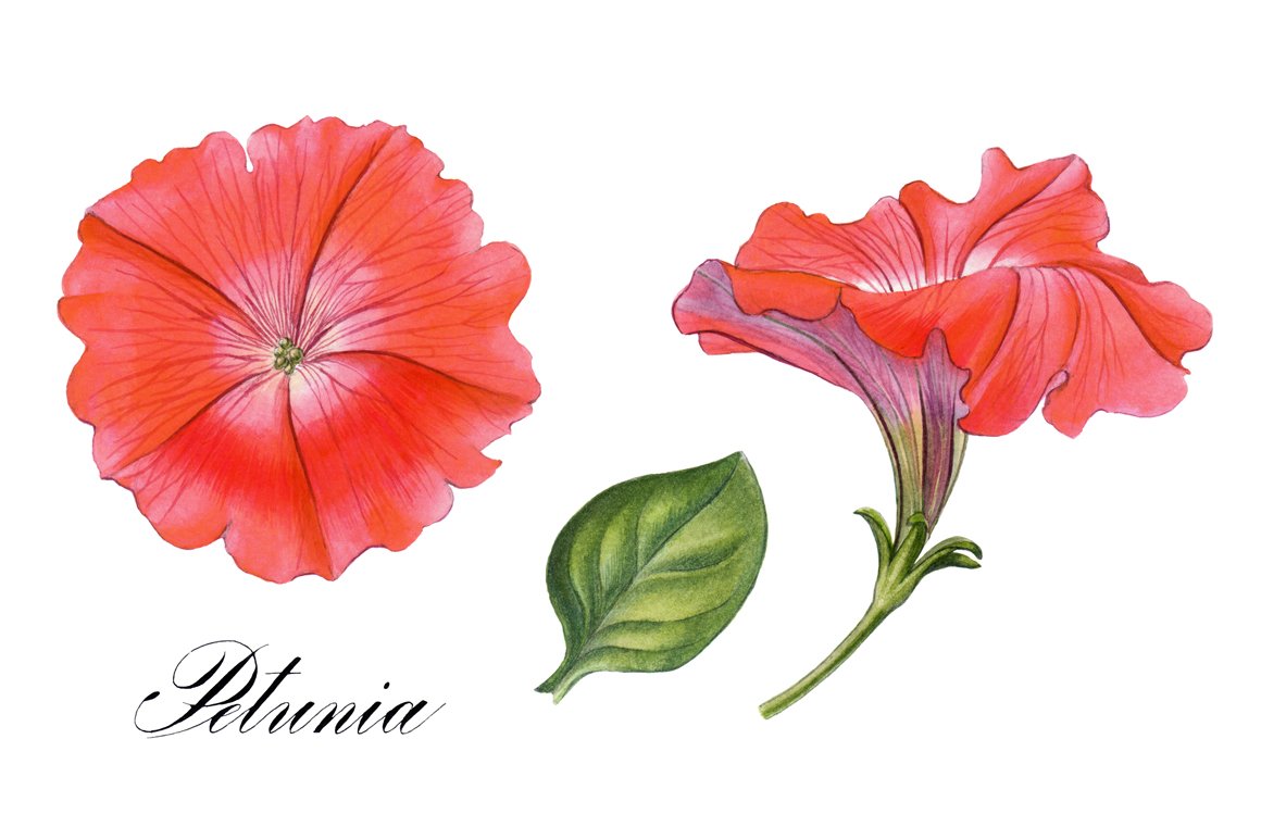 Red petunia which are depicted on the print.