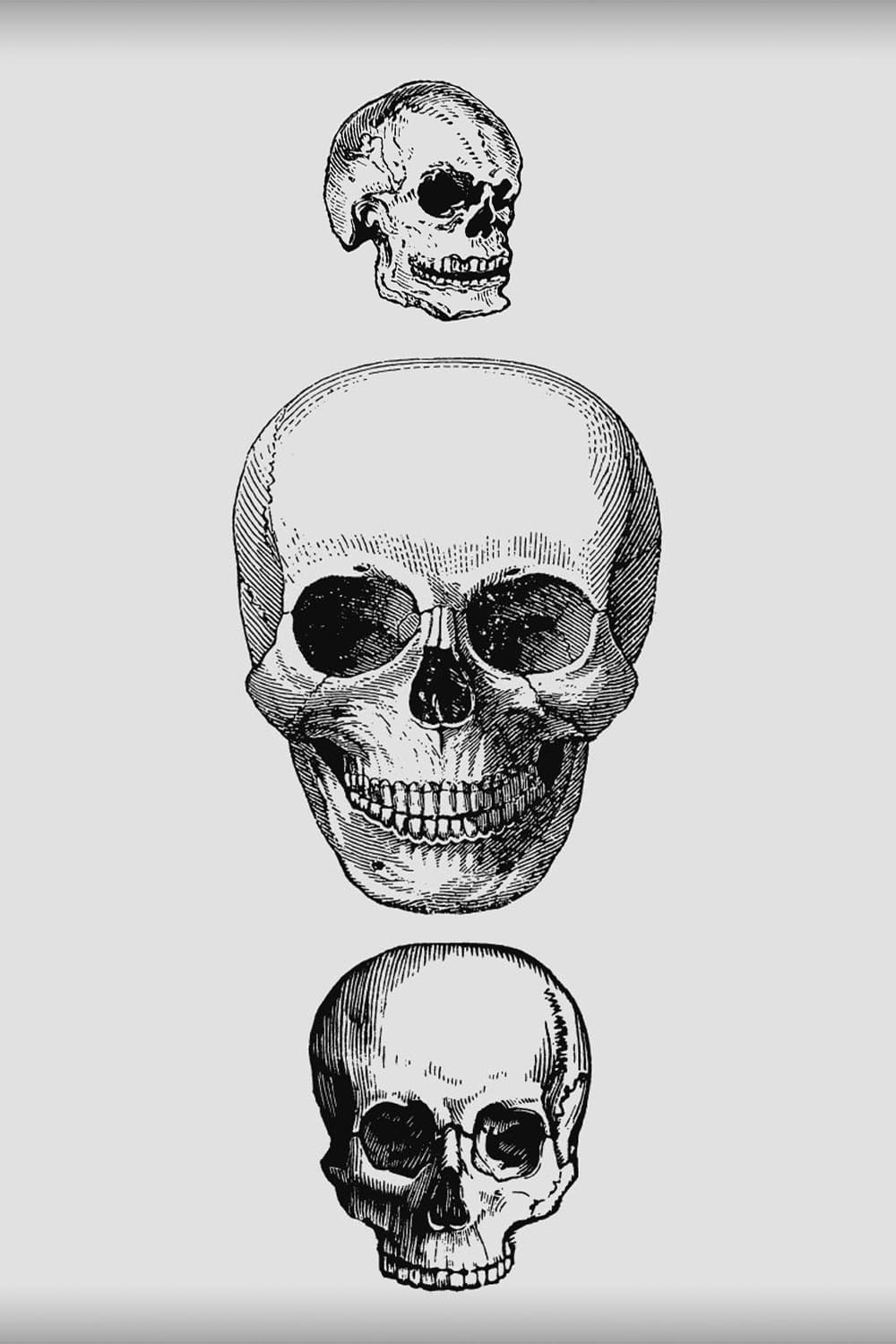 vintage skulls vector images.
