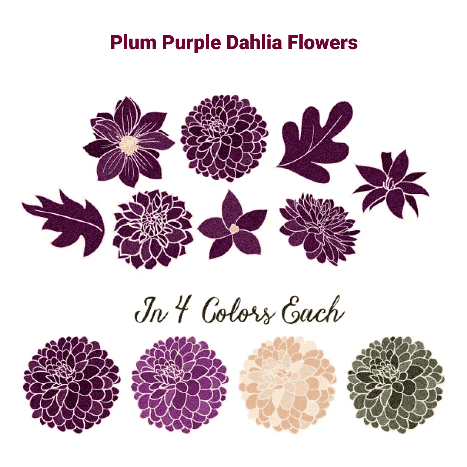 Plum Purple Dahlia Flowers - Preview Picture.