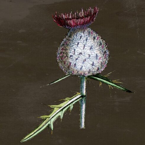 Image of thistle on a dark background.