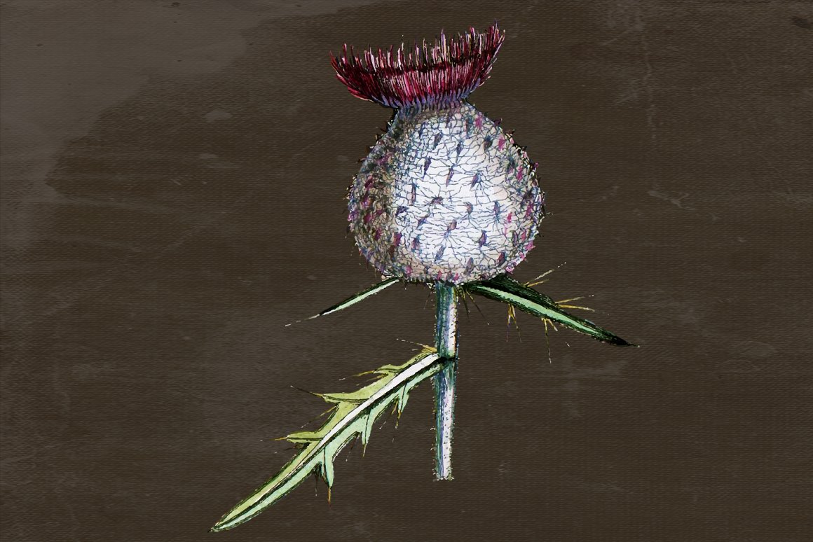 Image of thistle on a dark background.