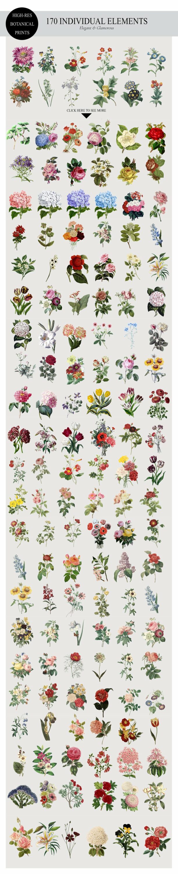 Print of many botanical image.