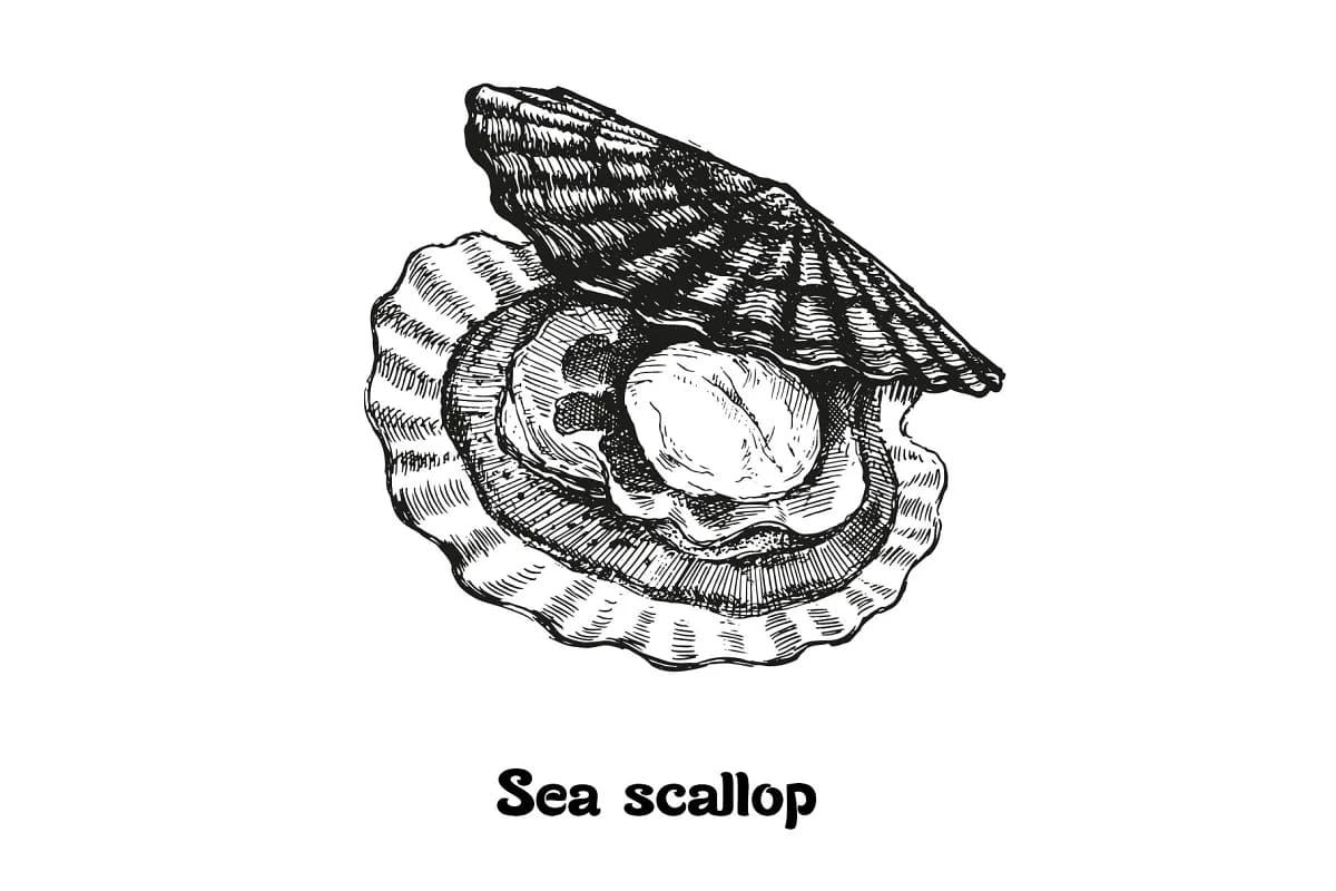 seafood sea scallop design.