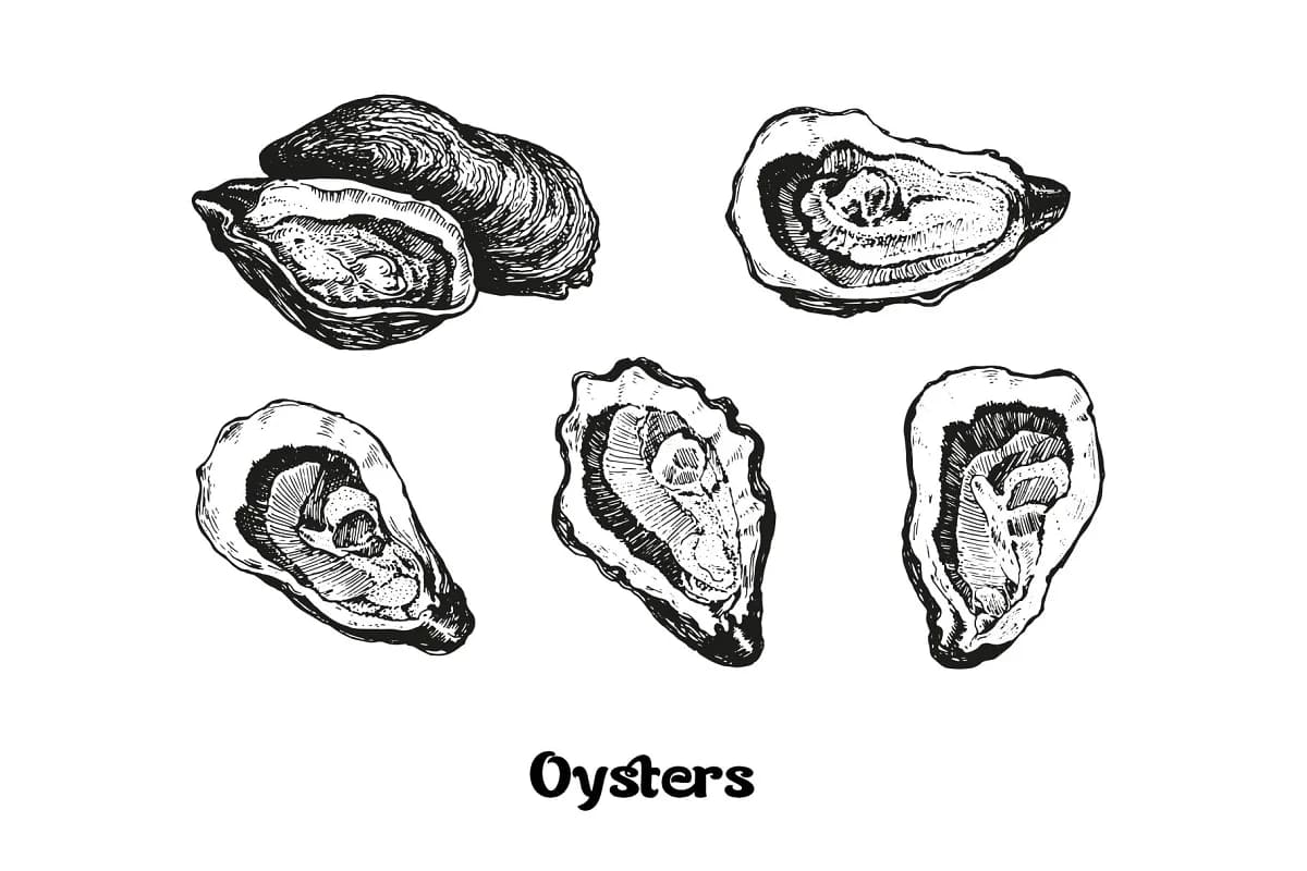 seafood oysters illustration.