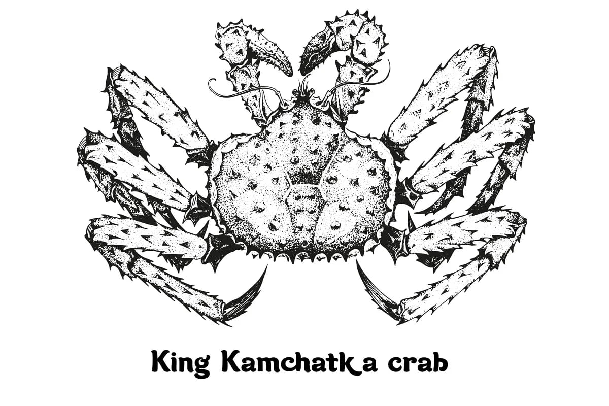 seafood kamchatka crab illustration.