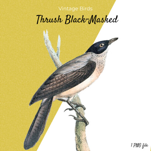 Thrush black masked on a yellowish white background.