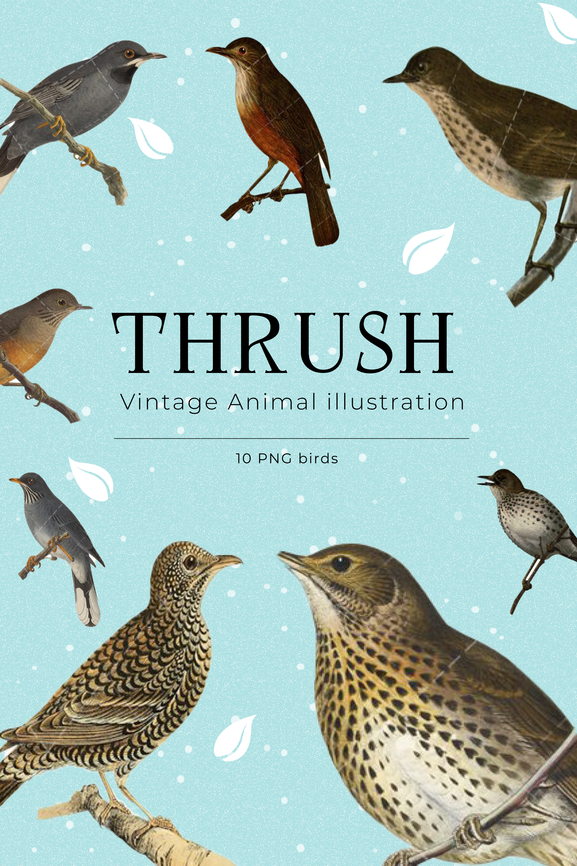 Thrush vintage animal illustration clip art clipart of pinterest.