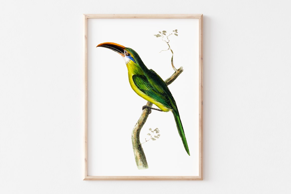 Toucanet in the image yellow-green with a long beak.