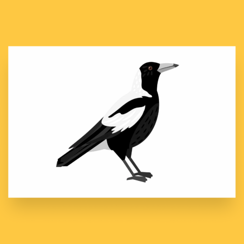 traditional magpie bird cover image