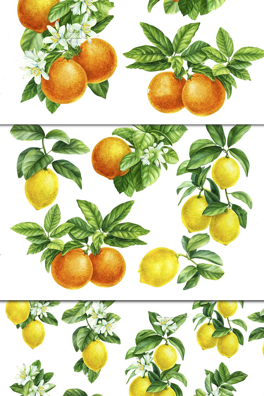 Citrus fruit in the image.