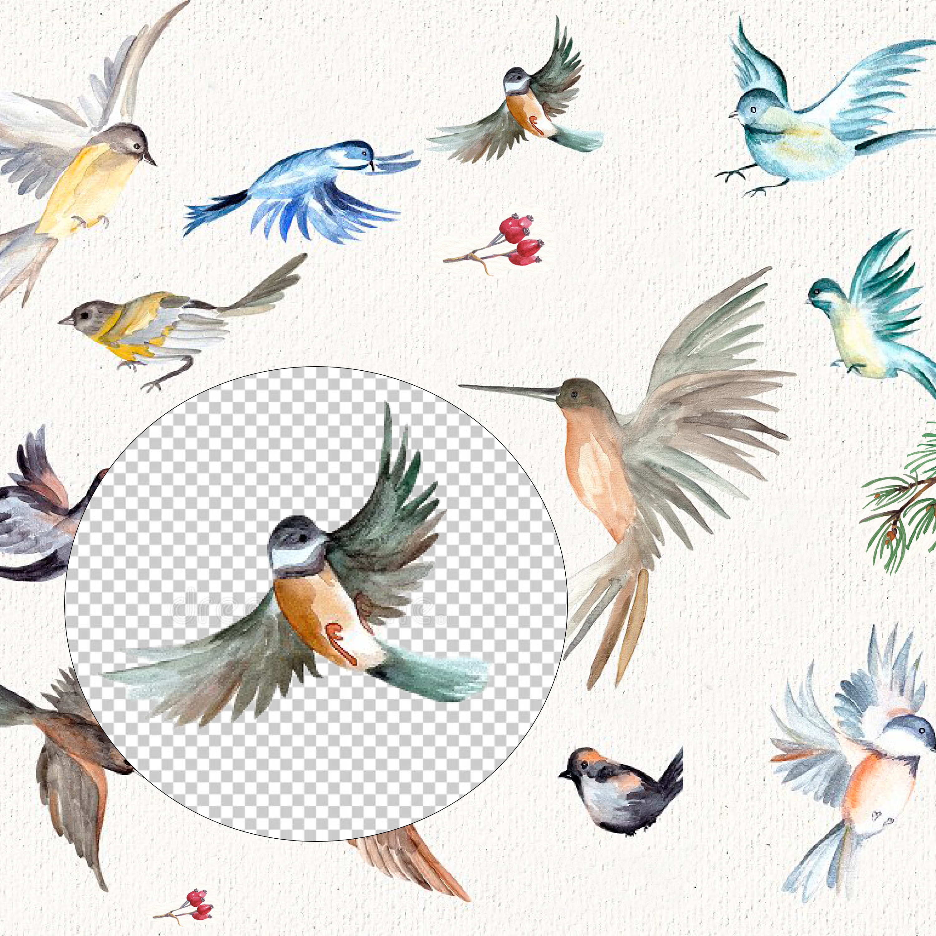 Unusually beautiful colored birds for prints.