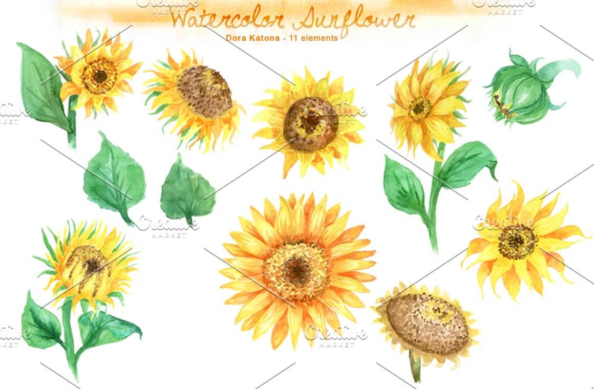 Sunflowers in different positions and shapes painted in watercolor.