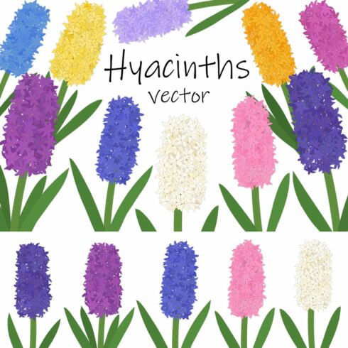 Hyacinths Flower. Hyacinths Vector cover image.