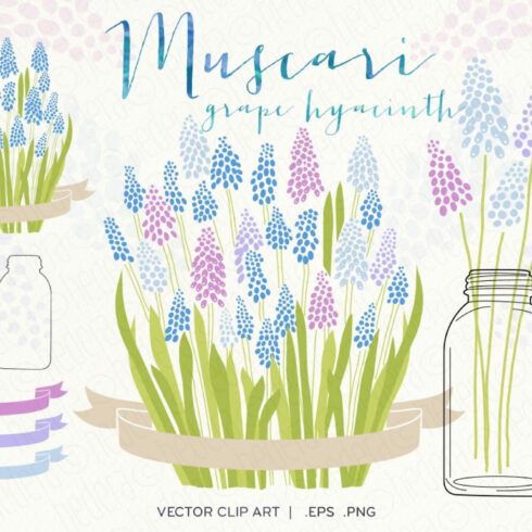 Muscari, Grape Hyacinth, Flowers cover image.