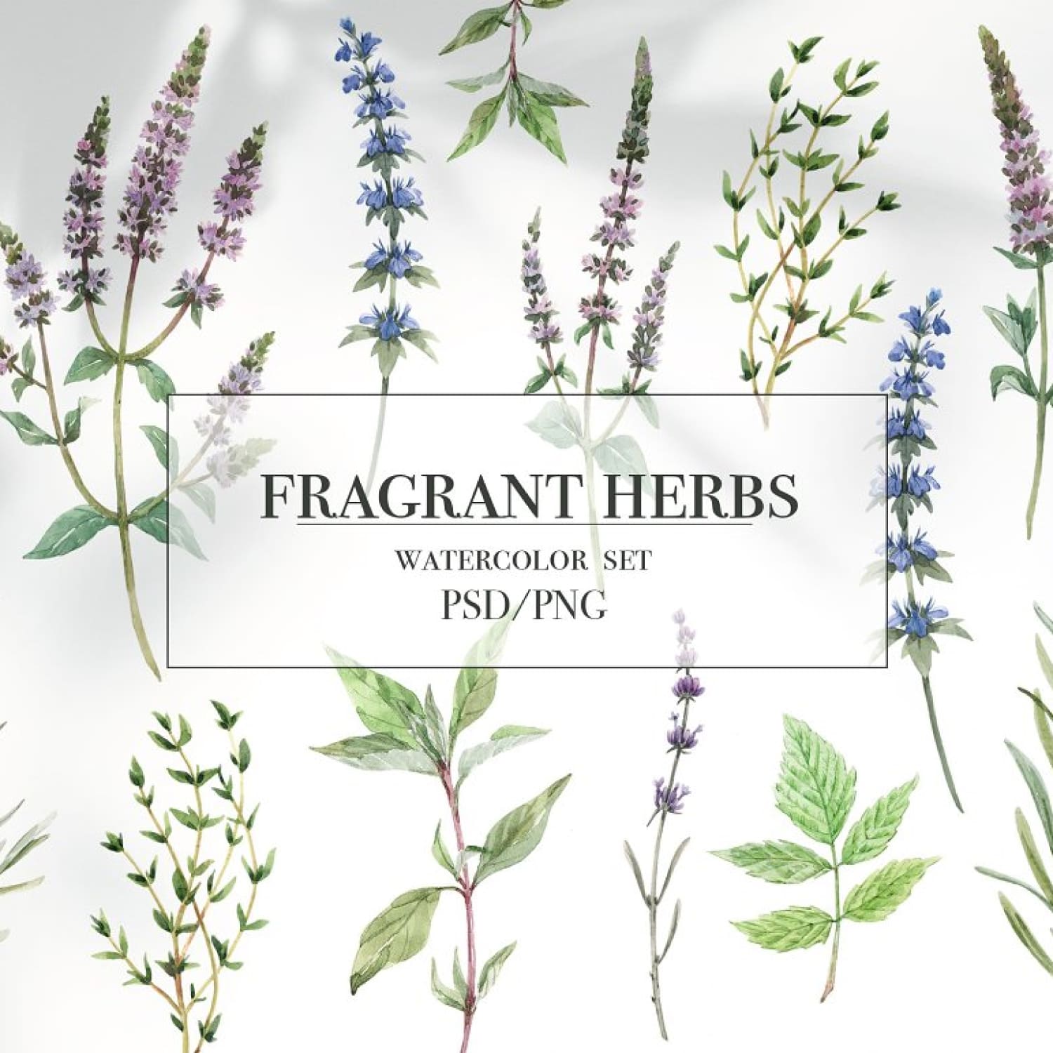 Fragrant Herbs Set. Watercolor Flower cover image.