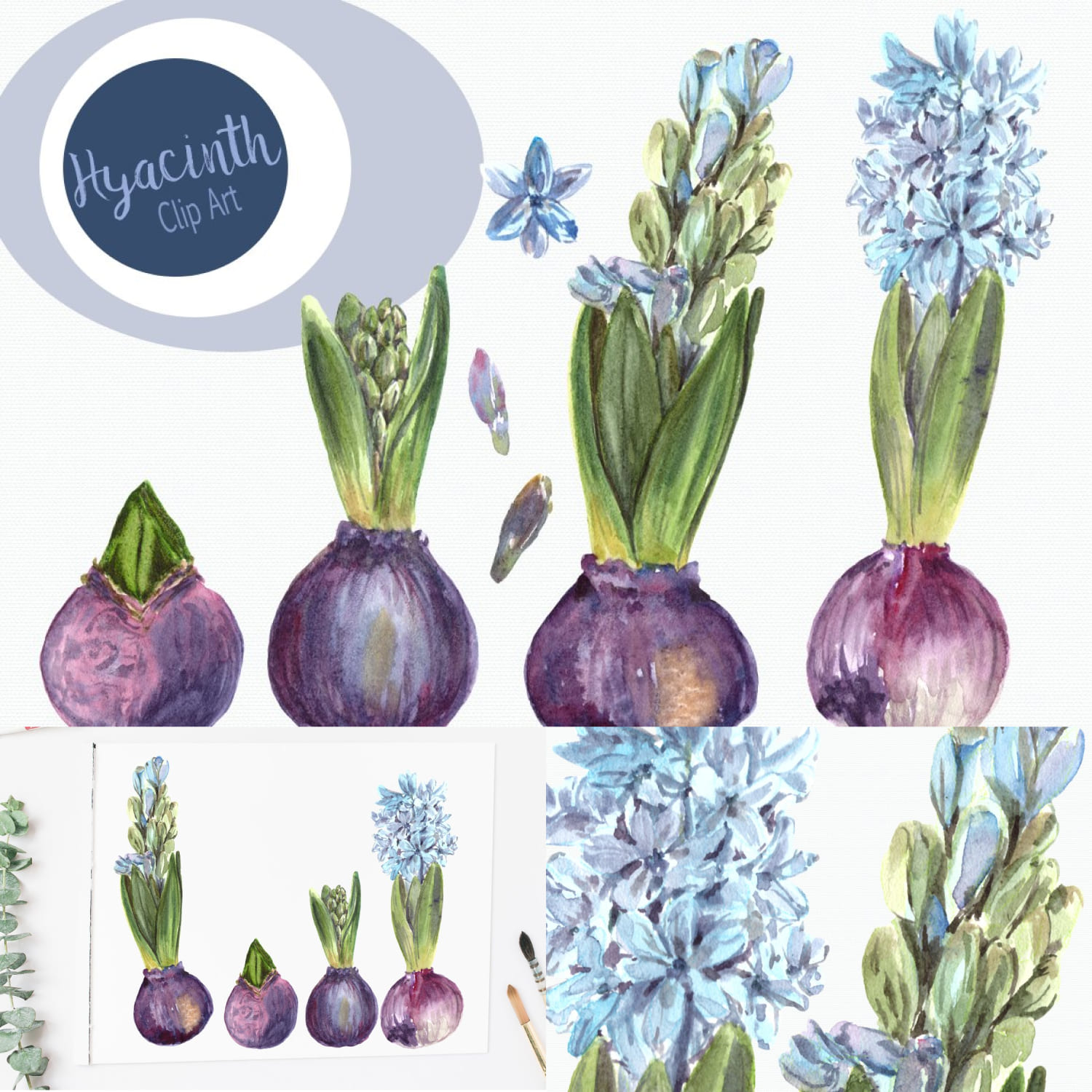 Watercolor Hyacinth Clip Art Set cover image.