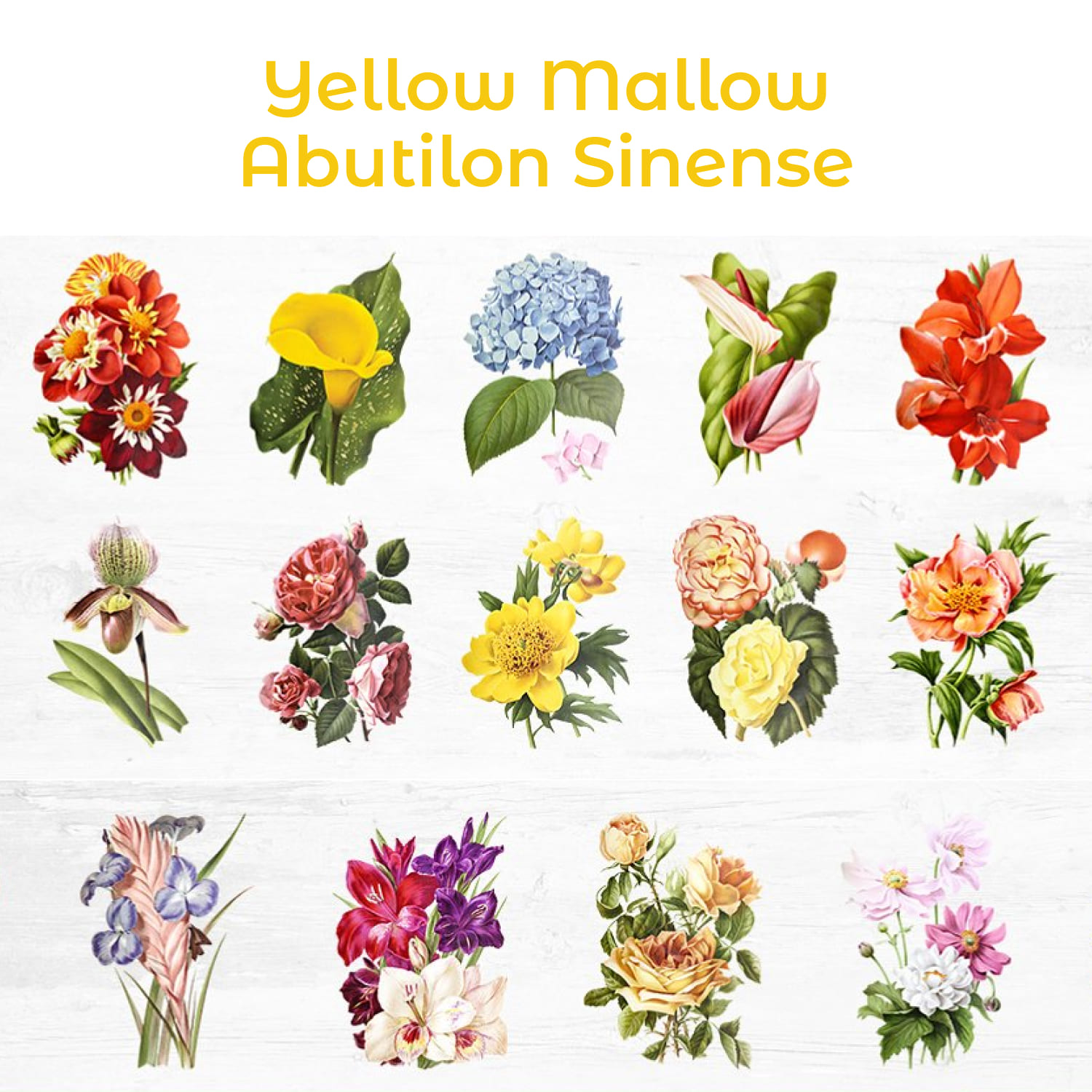 yellow mallow abutilon sinense.