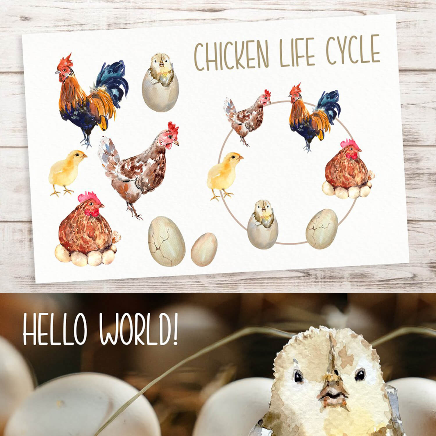 Pictures with the life cycle of a chick.