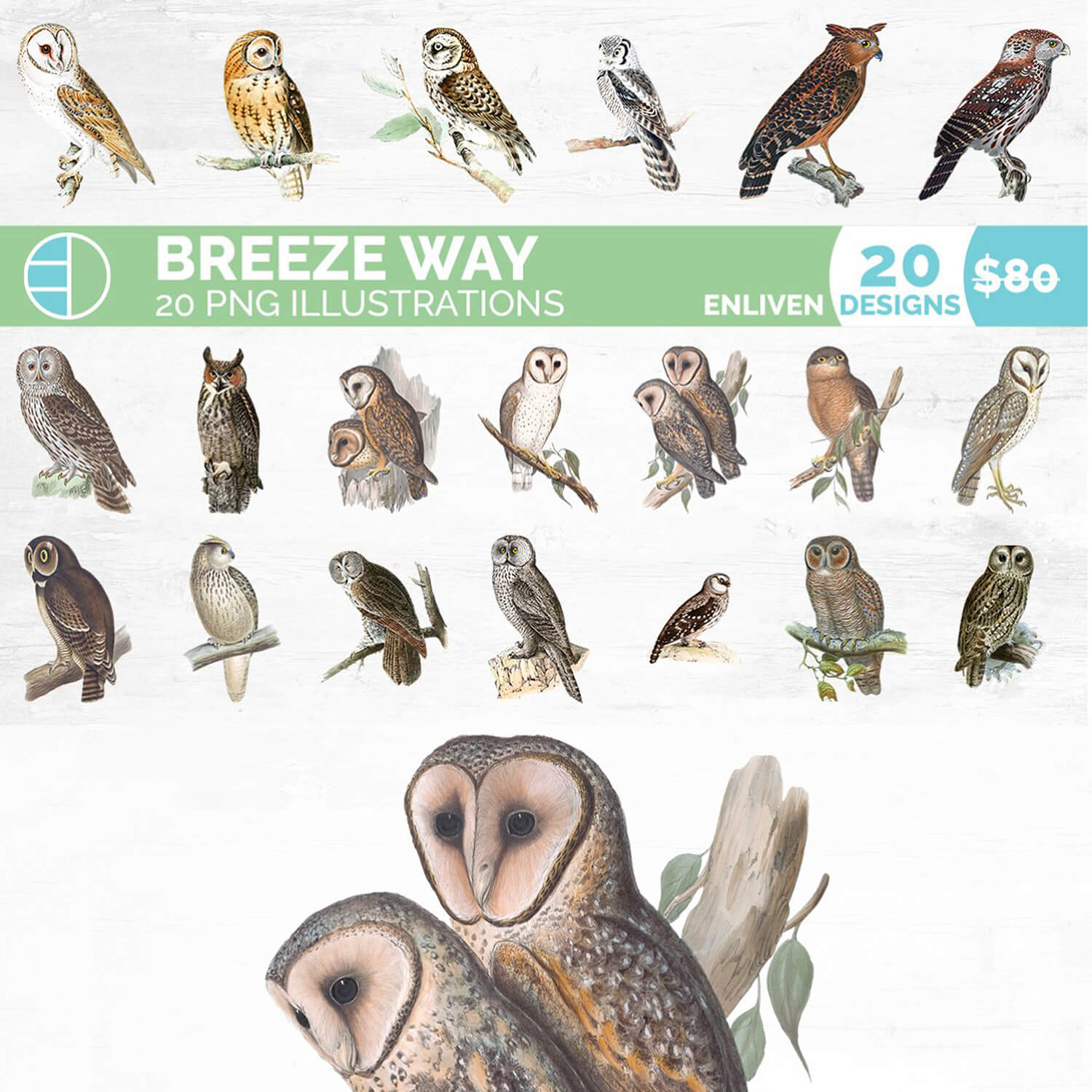 Twenty-two owls in the image titled: Breeze Way, 20 PNG Illustration, Enliven designs.
