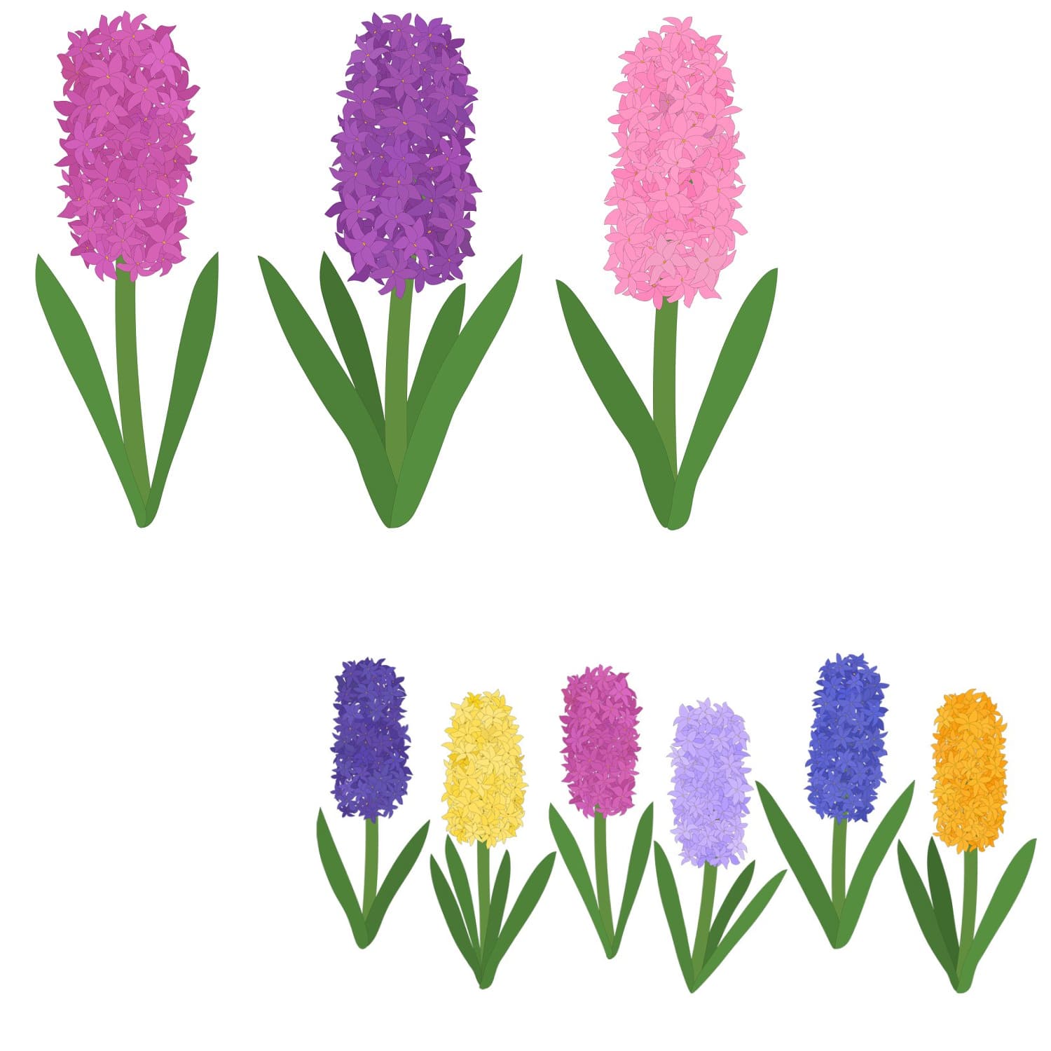 hyacinths flower, hyacinths vector.