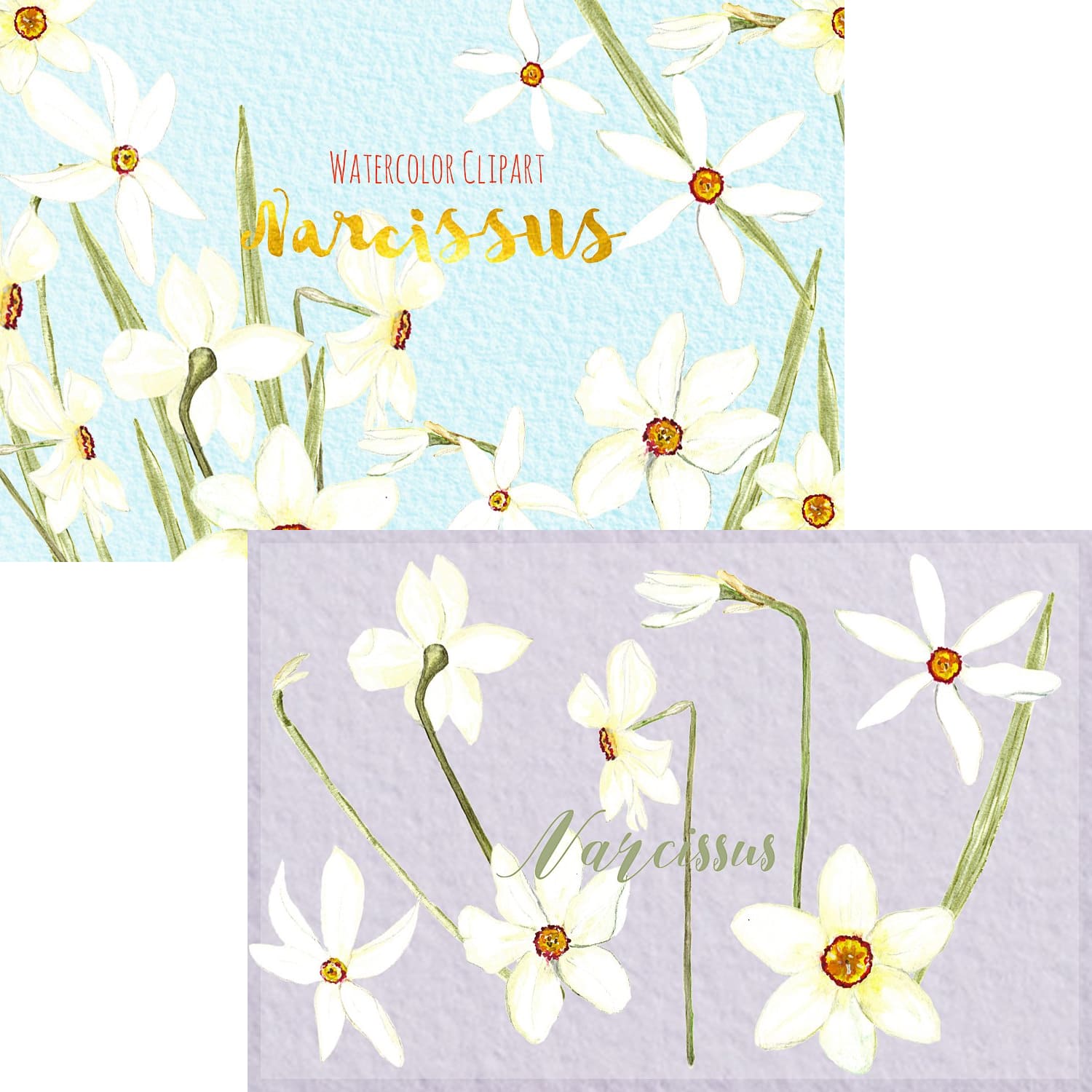 narcissus. watercolor clipart.