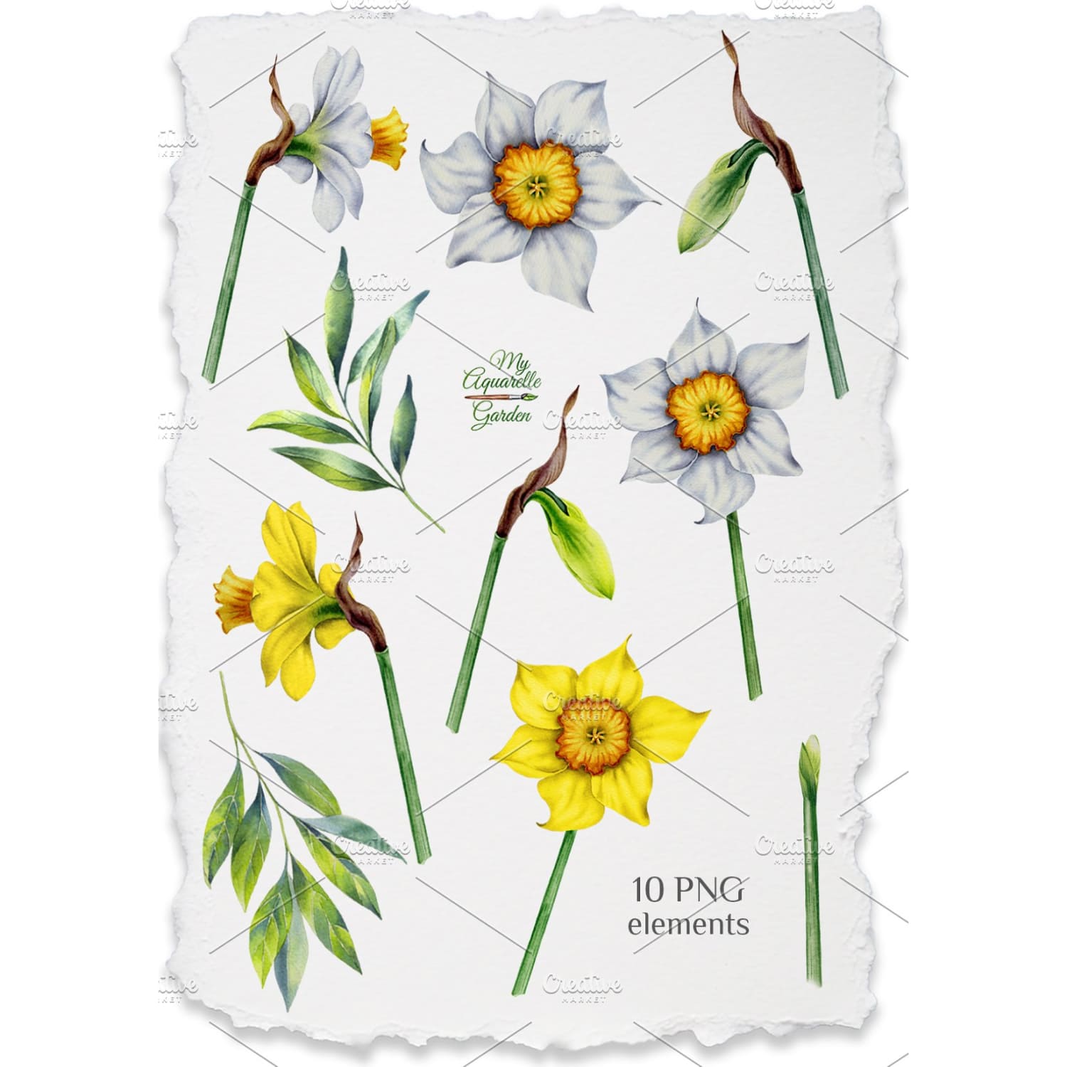 watercolor daffodils set.