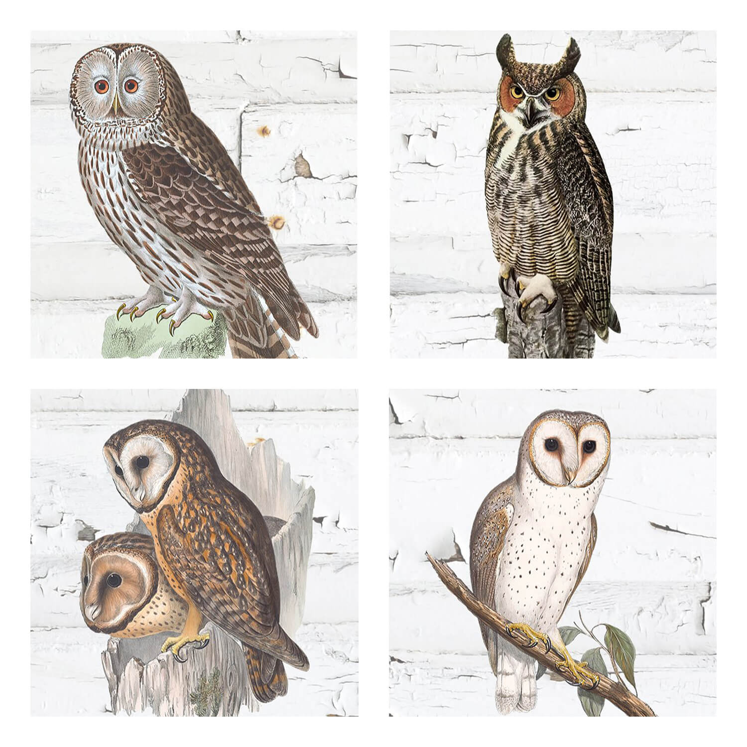 Four different owls in the image.