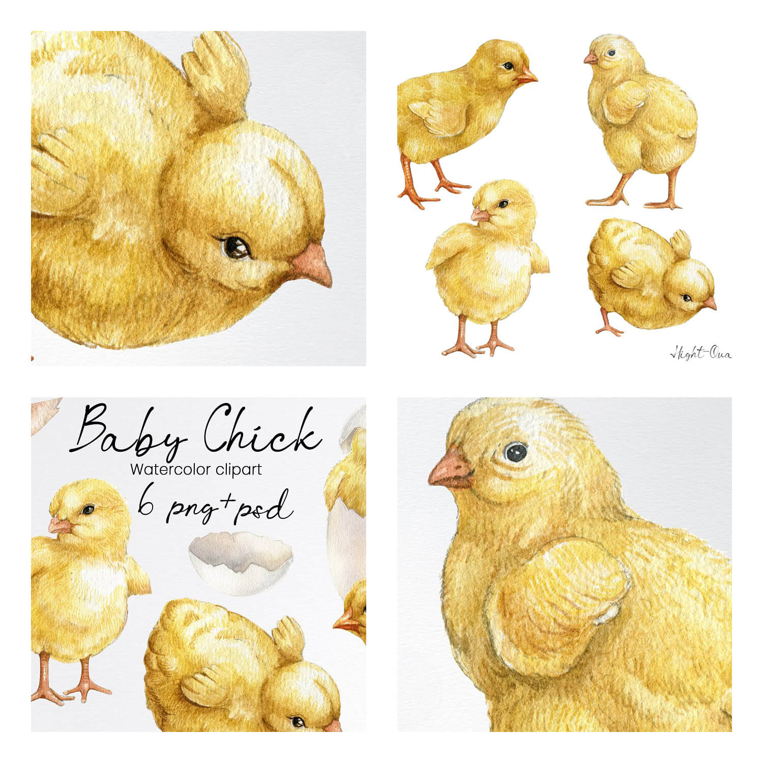 Four pictures with chickens and an inscription on one of them: Baby Chick Watercolor clipart, 6 png+psd.