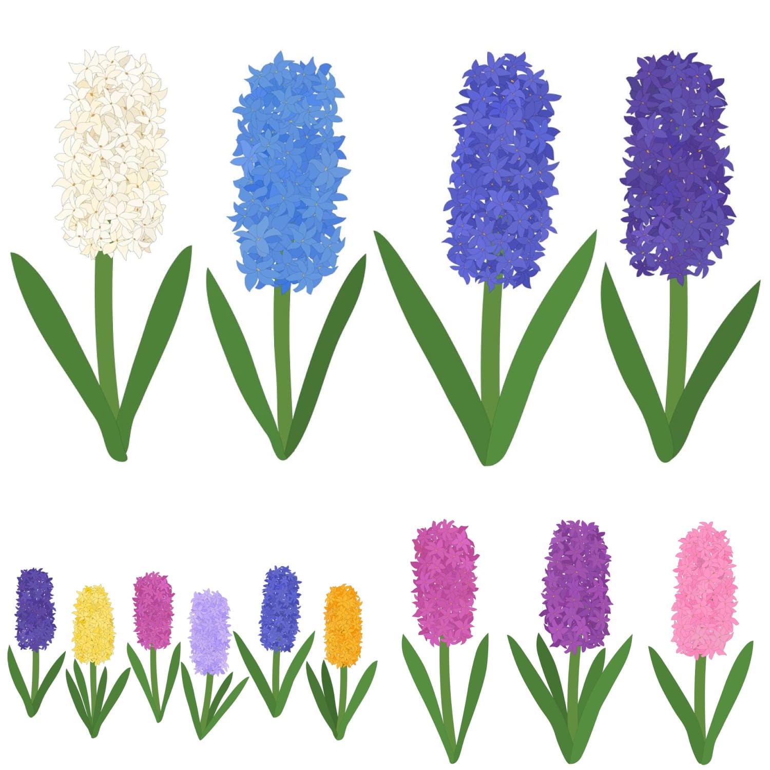 hyacinths flower, hyacinths vector set.