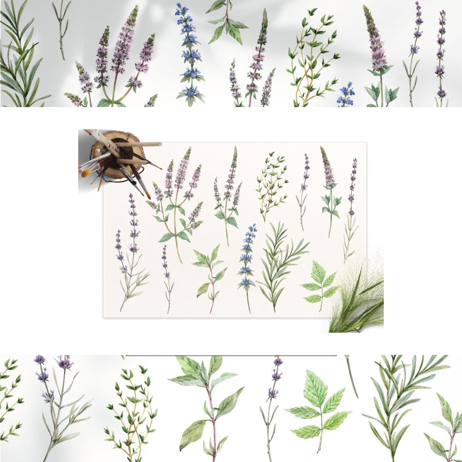 fragrant herbs set.watercolor flower illustrations.