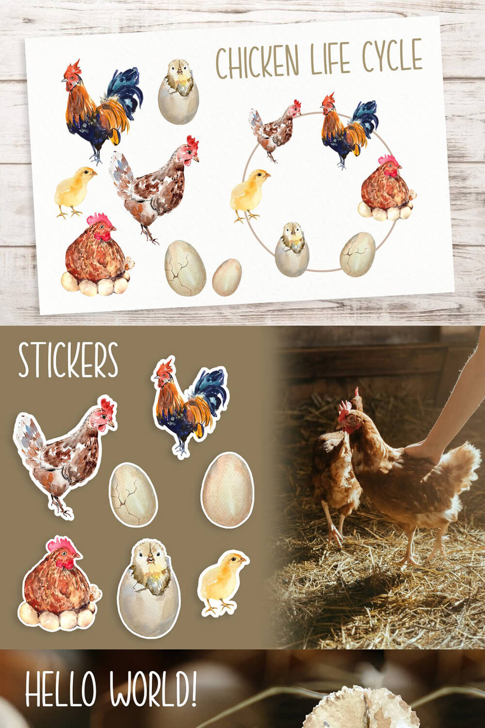 Three pictures with the life cycle of a chicken and inscriptions: Chicken life cycle, Stikers, Hello World.