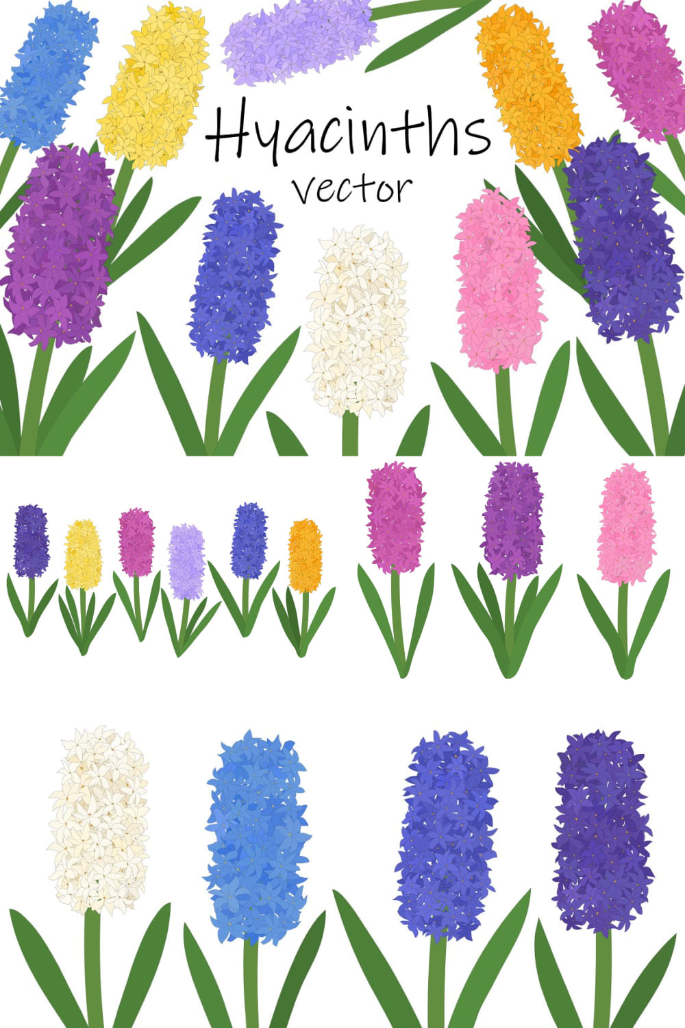 Hyacinths Flower. Hyacinths Vector pinterest image.