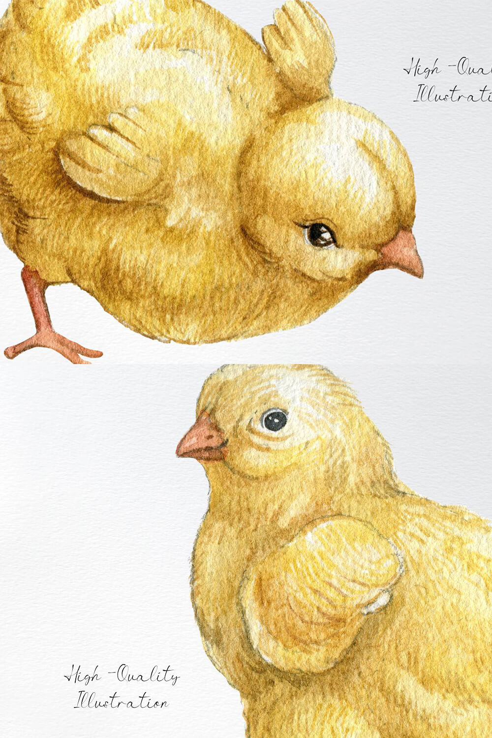 High-Quality Illustration chicken clipart.