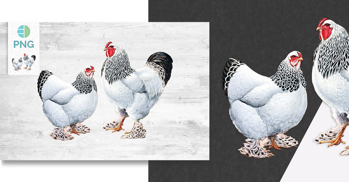 Drawing of a chicken with a rooster on two different backgrounds.