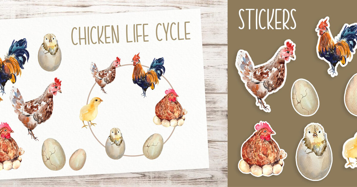 Two pictures with the life cycle of a chick on a white and brown background.