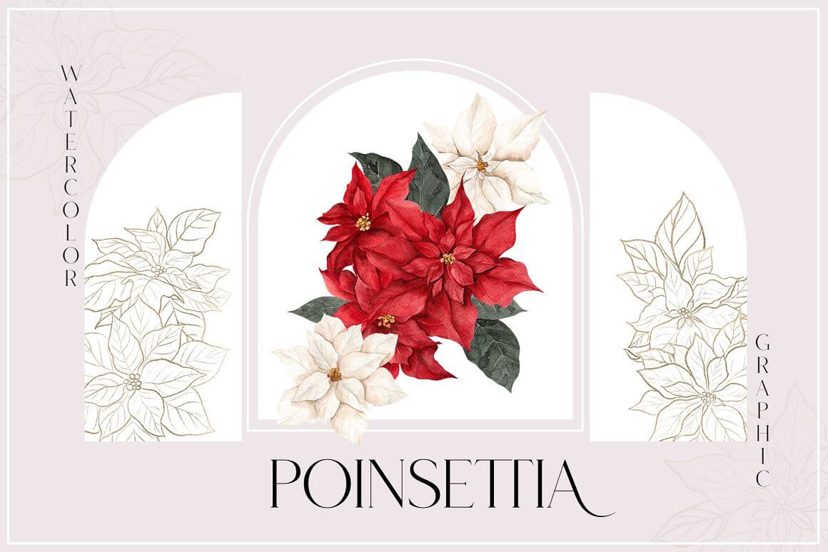 Watercolor graphic of poinsettya.