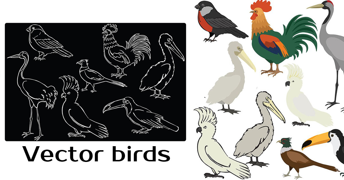 Two types of vector drawings of birds: on one picture in color there is a smaller picture in black and white.