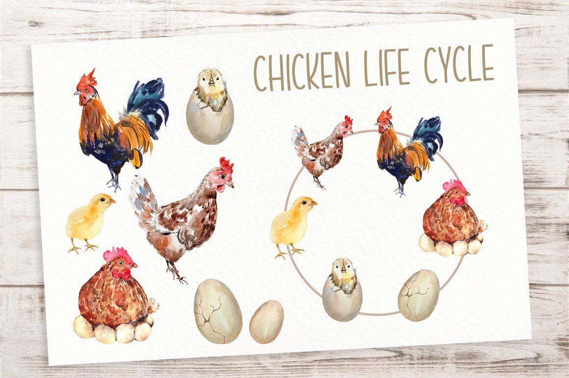 Illustration of the life cycle of a chick on a white background on a board field.