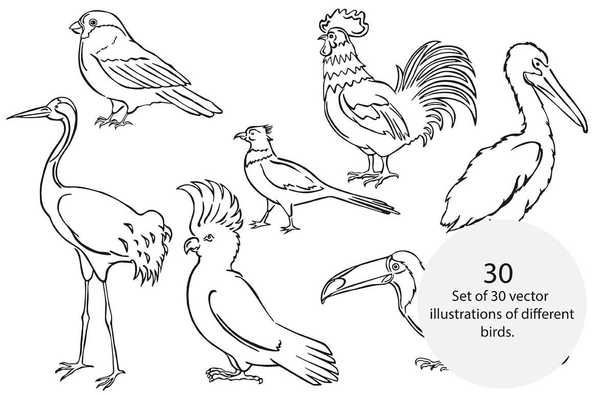 Vector drawing of birds in black and white on a white background.