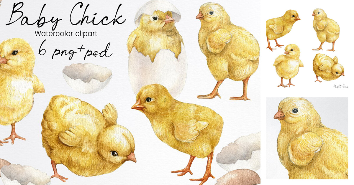 Many cute yellow chickens and an inscription on a white background: Baby Chick Watercolor clipart, 6 png+psd.