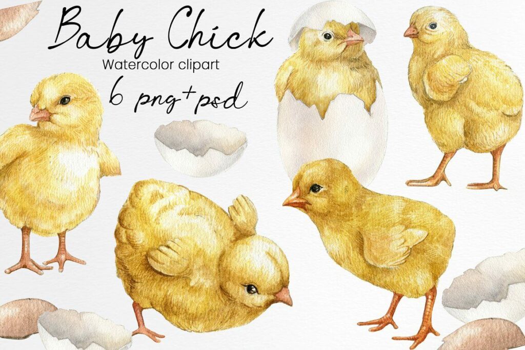 Watercolor Easter Chicken Clipart Images – MasterBundles