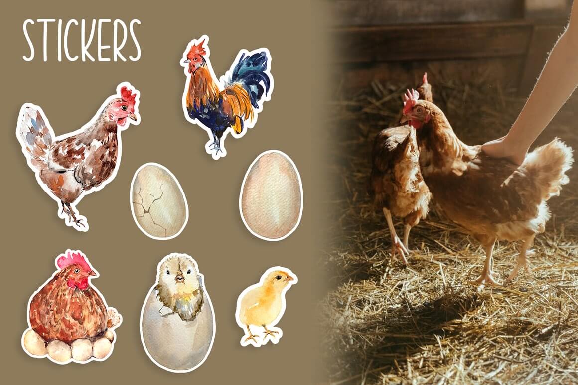 A picture of the life cycle of a chick on a brown background with a photo of live spotted chickens.