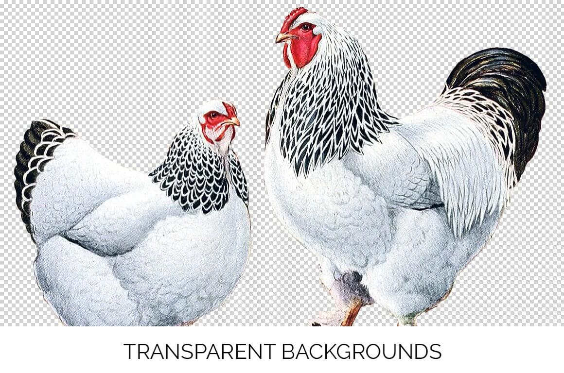 Two bright chickens on a transparent background.